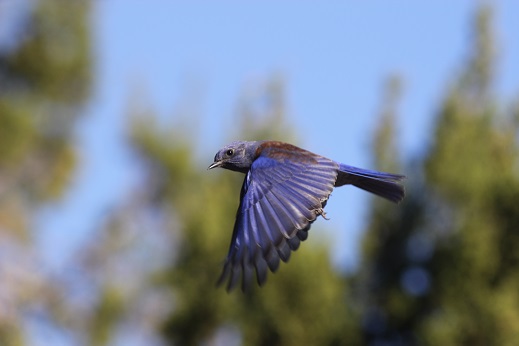 * Observant Western Bluebird *